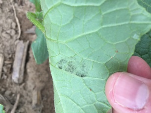 L’excroissance noire sur le revers des feuilles est particulièrement visible au cours des premiers stades de l’infection