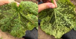 Angular leaf spot caused by bacteria on butternut squash. Note the lack of black growth from the sporangiophores on the underside