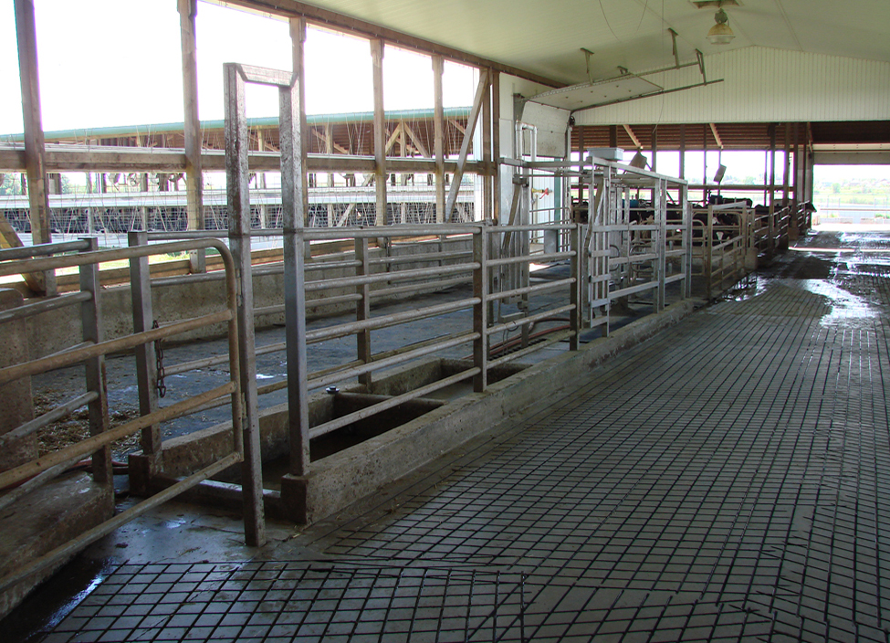 Figure 3. Interior of a dairy barn with concrete flooring with diamond shapes cut into it.