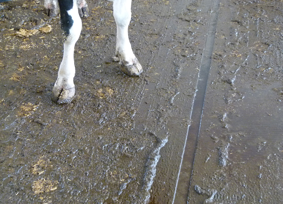 Photo montrant un gros plan d’un revêtement texturé de plancher de béton, dans une étable laitière. On peut aussi voir la patte d’une vache à gauche.