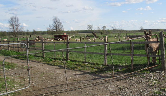 Donkey standing behind a gate in a pasture with sheep.