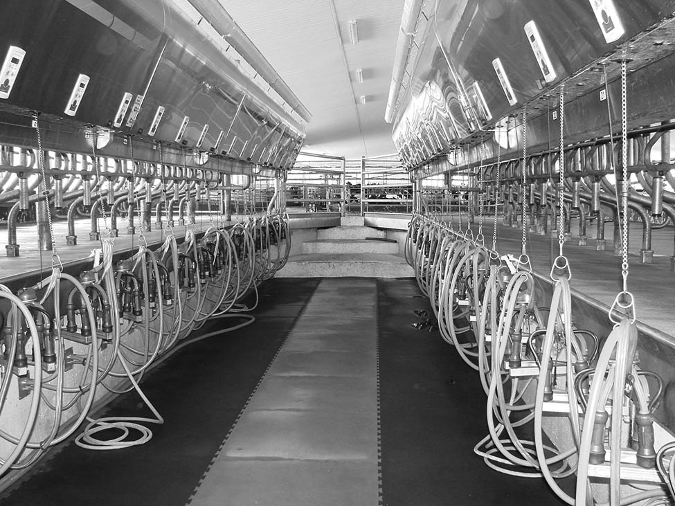 Photo shows a parallel milking parlour.