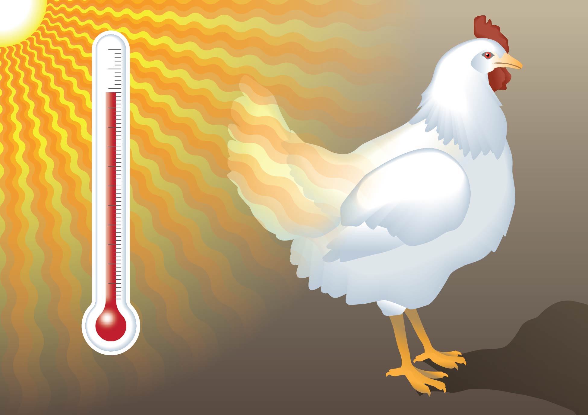 Dessin d’une poule pondeuse à côté d’un thermomètre indiquant une très haute température. Les rayons du soleil se propagent à partir du coin supérieur gauche.