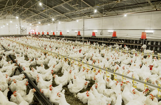 Photo shows the inside of a broiler breeder layer barn equipped with LED lights. White hens and roosters are visible in the foreground amongst feed and water lines. Nest boxes are visible in the background.