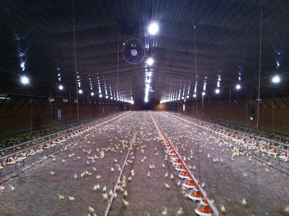 La photo montre l’intérieur d’un poulailler de poulets à griller bien éclairé par des ampoules à DEL EL de 12 W espacées de 12 pi au centre.