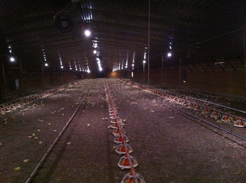 This photo shows the inside of the same broiler barn using 12W LED bulbs spaced at 24 ft on centre. The floor of the barn appears much darker and light uniformity across the barn is not as ideal.