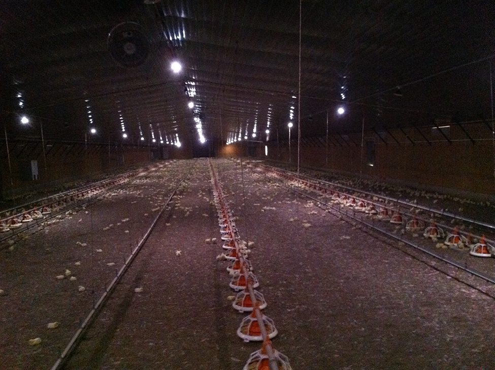 Cette photo montre l’intérieur du même poulailler de poulets à griller éclairé par des ampoules à DEL de 12 W espacées de 24 pi au centre. Le sol du poulailler semble beaucoup plus sombre, et la couverture lumineuse discontinue n’est pas idéale.