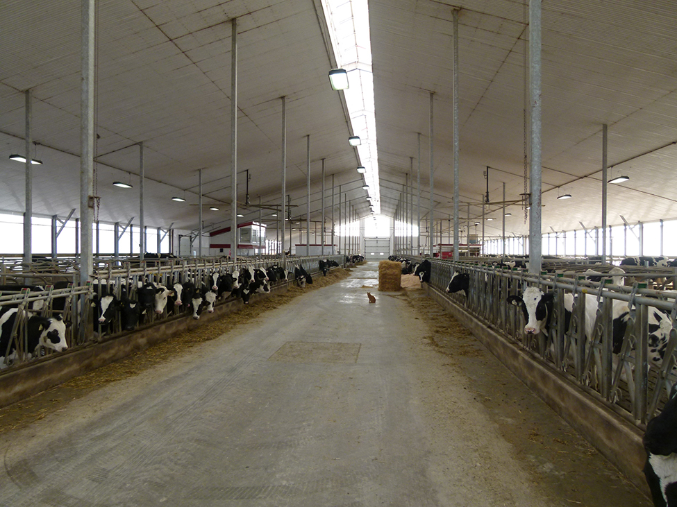 Intérieur d’une étable laitière à stabulation libre montrant un couloir d’alimentation avec des vaches Holstein en train de se nourrir.