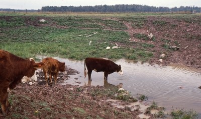 Beef cattle with access to surface water have caused vegetation loss on the stream banks leading to increased rates of soil erosion.