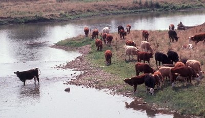 Bovins ayant facilement accès à un cours d'eau. Bien que les berges soient stables et bien couvertes de végétation, aux yeux du public, la génisse qui défèque dans le ruisseau ne laisse pas une image flatteuse de l'agriculture.