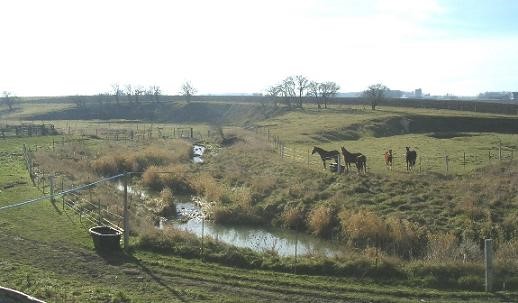 Troupeau de bovins laitiers au repos dans un champ qui est séparé du cours d'eau adjacent par une clôture.