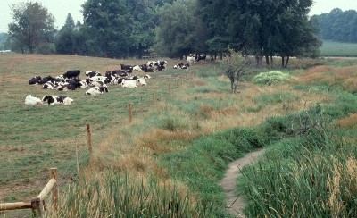 A herd of dairy cattle rests comfortably in a field that has been fenced off from the adjacent watercourse.