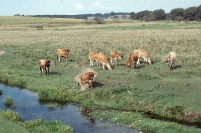 Bovins de race Jersey dans un système de pâturage extensif. À noter que la berge du ruisseau a une assez bonne couverture végétale.