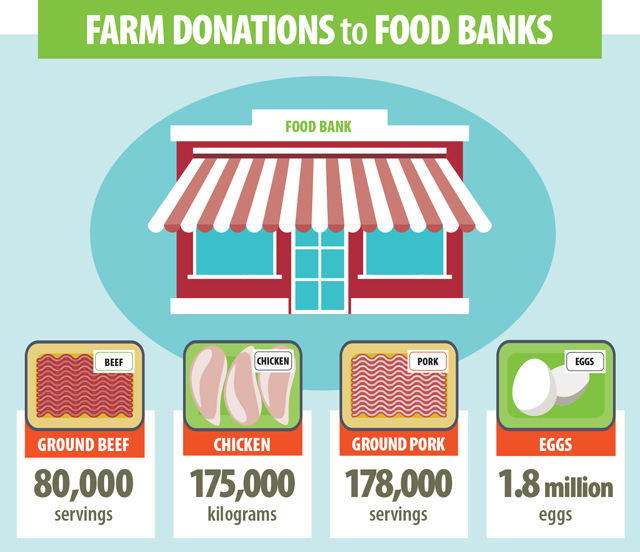 This image shows the amounts of farm donations to food banks. Since 2014, the Beef Farmers of Ontario has provided 80,000 servings of fresh ground beef. The Chicken Farmers of Ontario delivers about 175,000 kilograms of chicken to food banks a year. In 2016 Ontario Pork and its sector partners donated more than 178,000 servings of pork, this is nearly 27,000 kilograms of ground pork. The Egg Farmers of Ontario contributes about 1.8 million eggs.