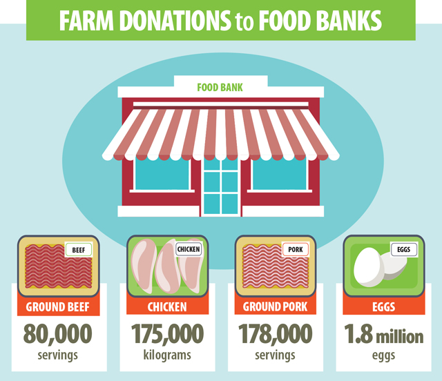 This image shows the amounts of farm donations to food banks. Since 2014, the Beef Farmers of Ontario has provided 80,000 servings of fresh ground beef. The Chicken Farmers of Ontario delivers about 175,000 kilograms of chicken to food banks a year. In 2016 Ontario Pork and its sector partners donated more than 178,000 servings of pork, this is nearly 27,000 kilograms of ground pork. The Egg Farmers of Ontario contributes about 1.8 million eggs.
