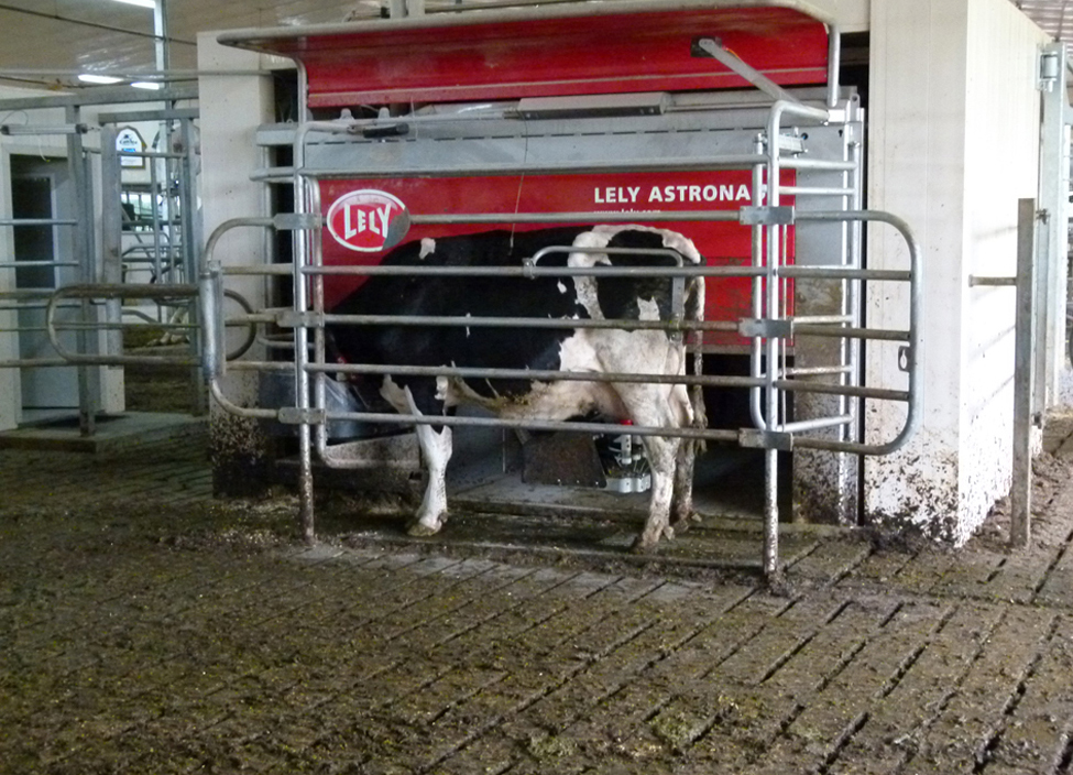 cow standing in robotic milker on slatted floor