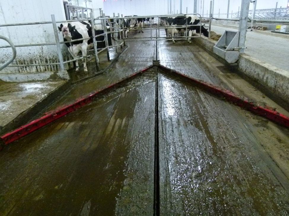 alley tube scraper in dairy barn with cows in background