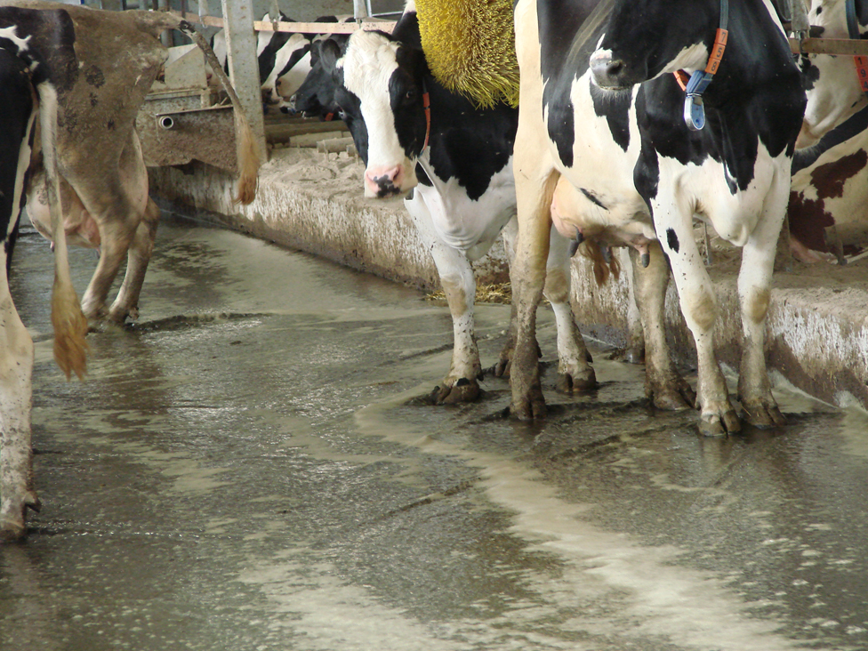 dairy cows standing in alley that is being flushed with water