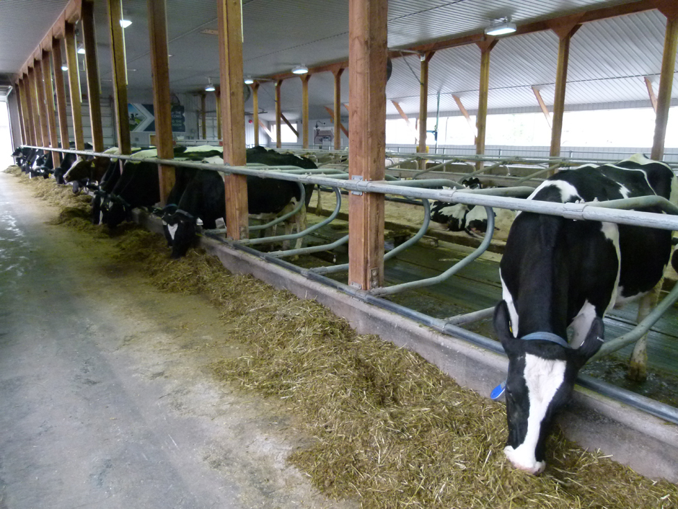  interior of dairy barn showing cows feeding at manager