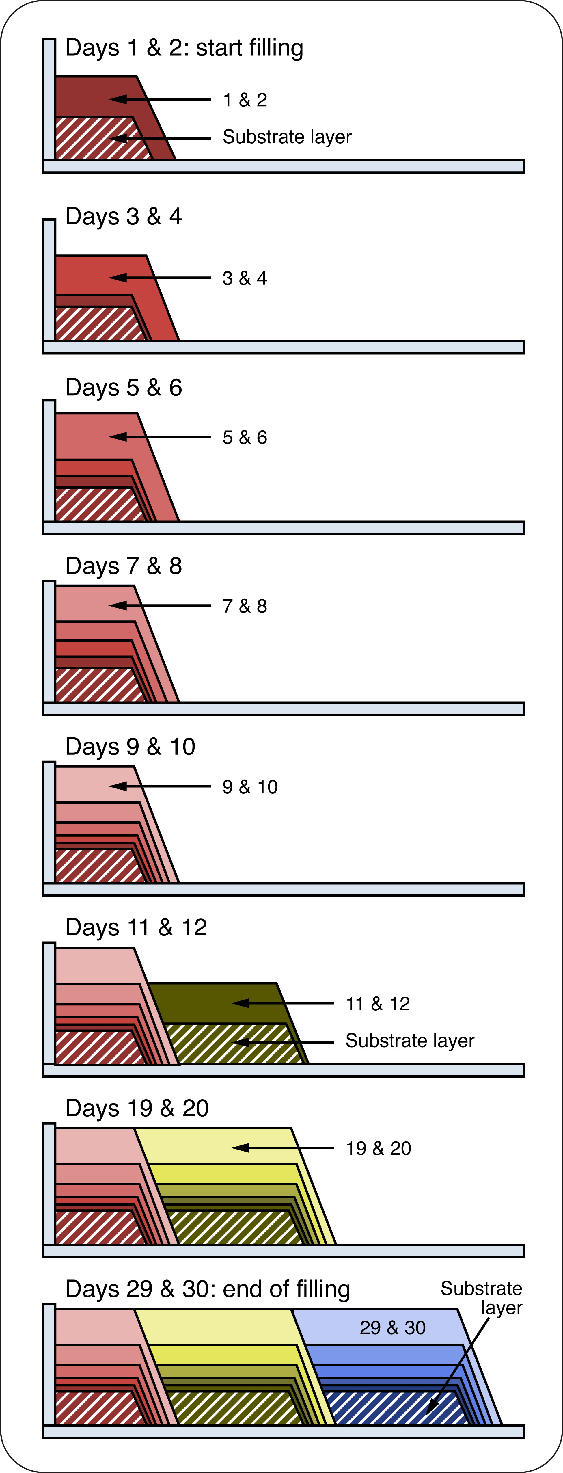 Schematic drawing showing the process for filling a bin with poultry over a 30 day filling period.