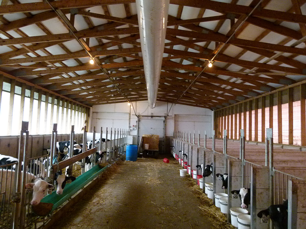 Interior of a calf barn showing calf pens along sides seperated by alley