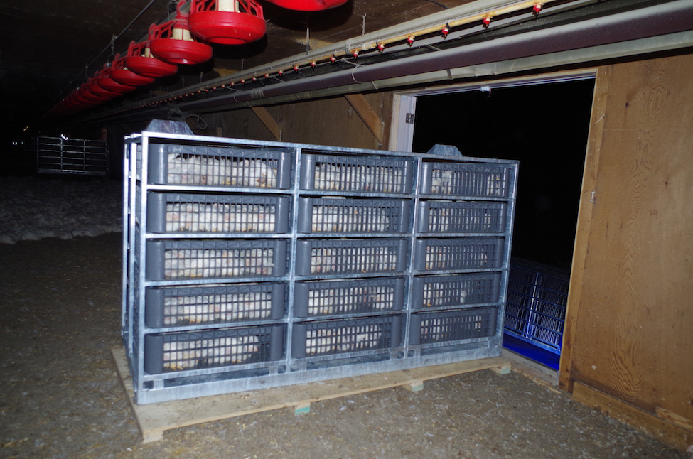 Loaded CM2A module on temporary plywood pad inside broiler barn to raise it above doorsill