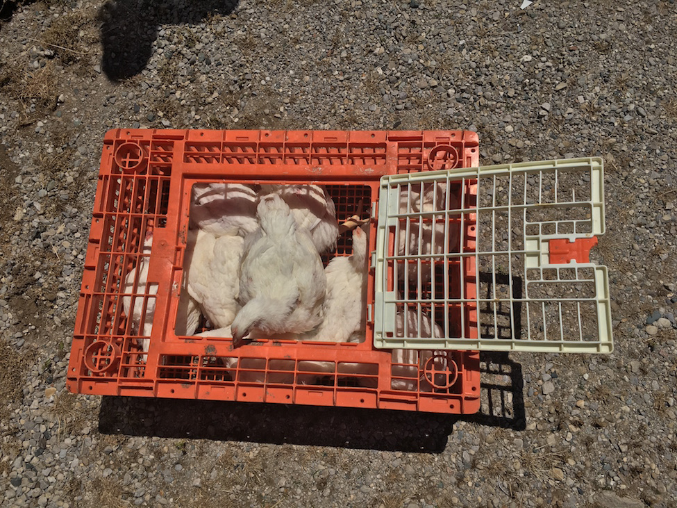 Chicken crate containing birds with lid open