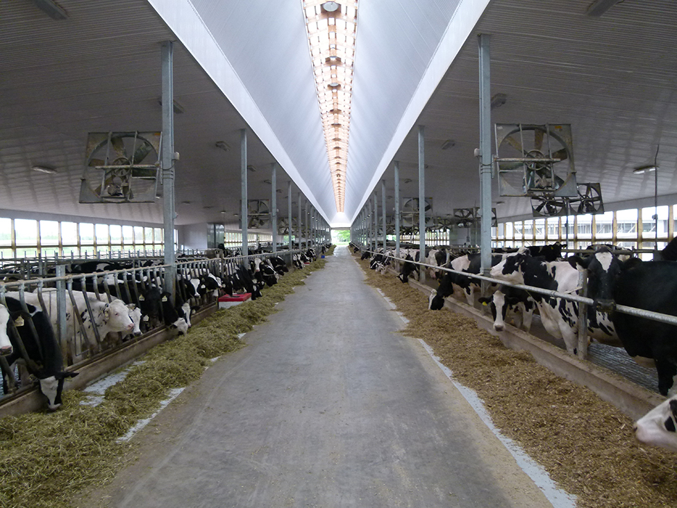 Photo de l’intérieur d’une étable montrant des vaches laitières des deux côtés du couloir d’alimentation