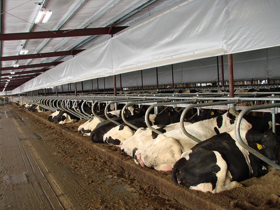 interior of a free stall dairy barn. Baffles are shown above the cow stall area.