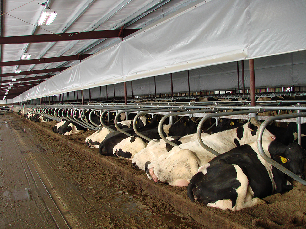 Positive pressure air tube ventilation for calf housing