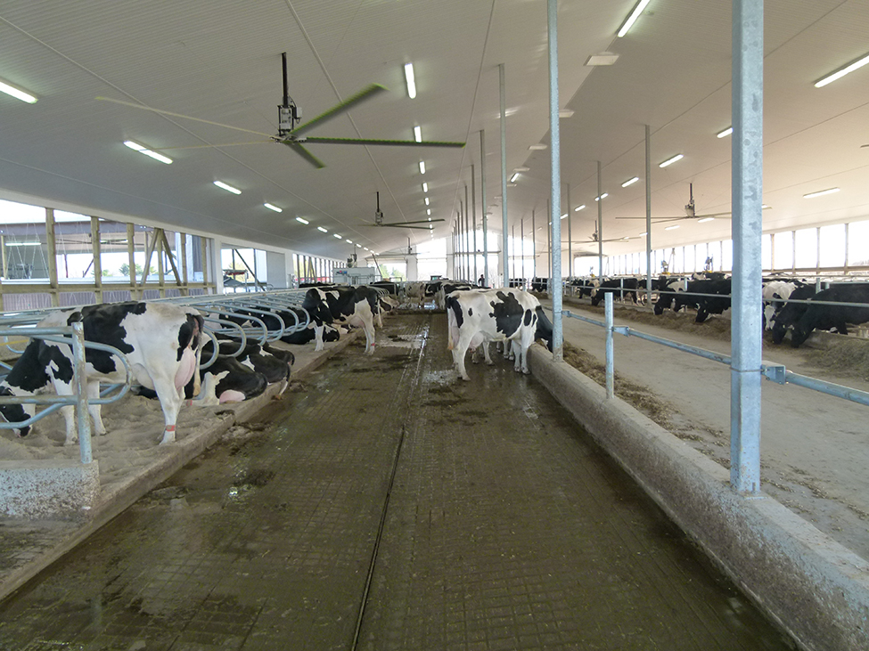 Photo de l’intérieur d’une étable à stabulation libre à logettes montrant de gros ventilateurs installés au plafond au-dessus des vaches.