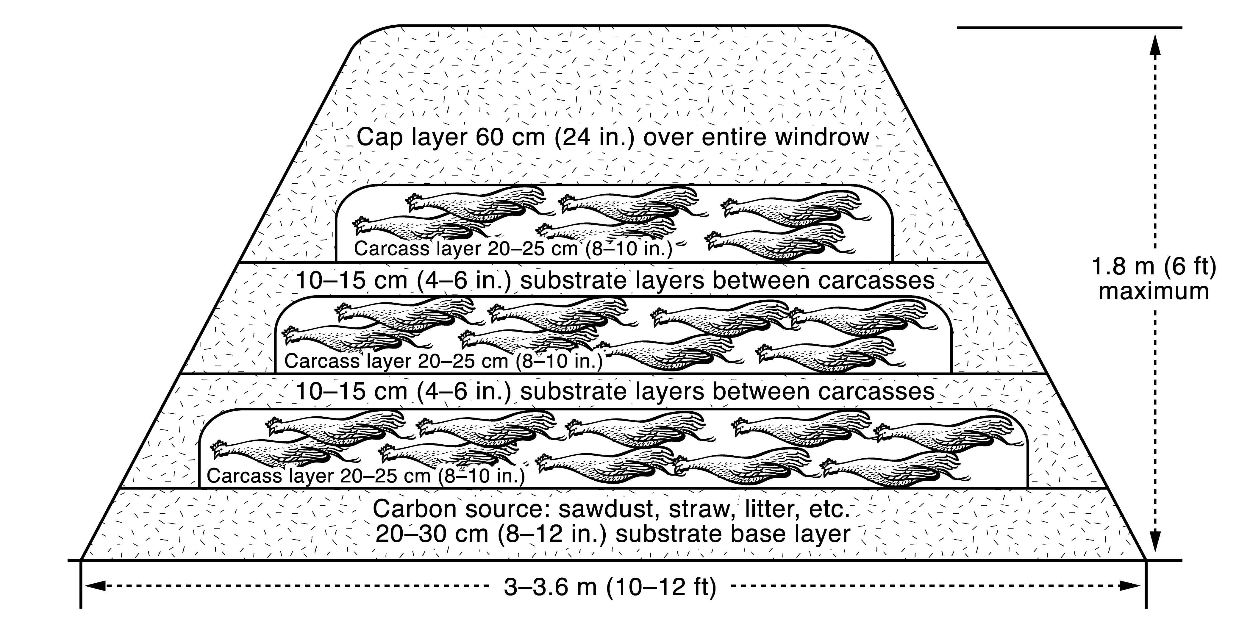 Schematic of a cross section of a carcass composting windrow created using the “layering” method. Illustration shows the various layers of substrate and carcasses found in the pile along with approximate dimensions.