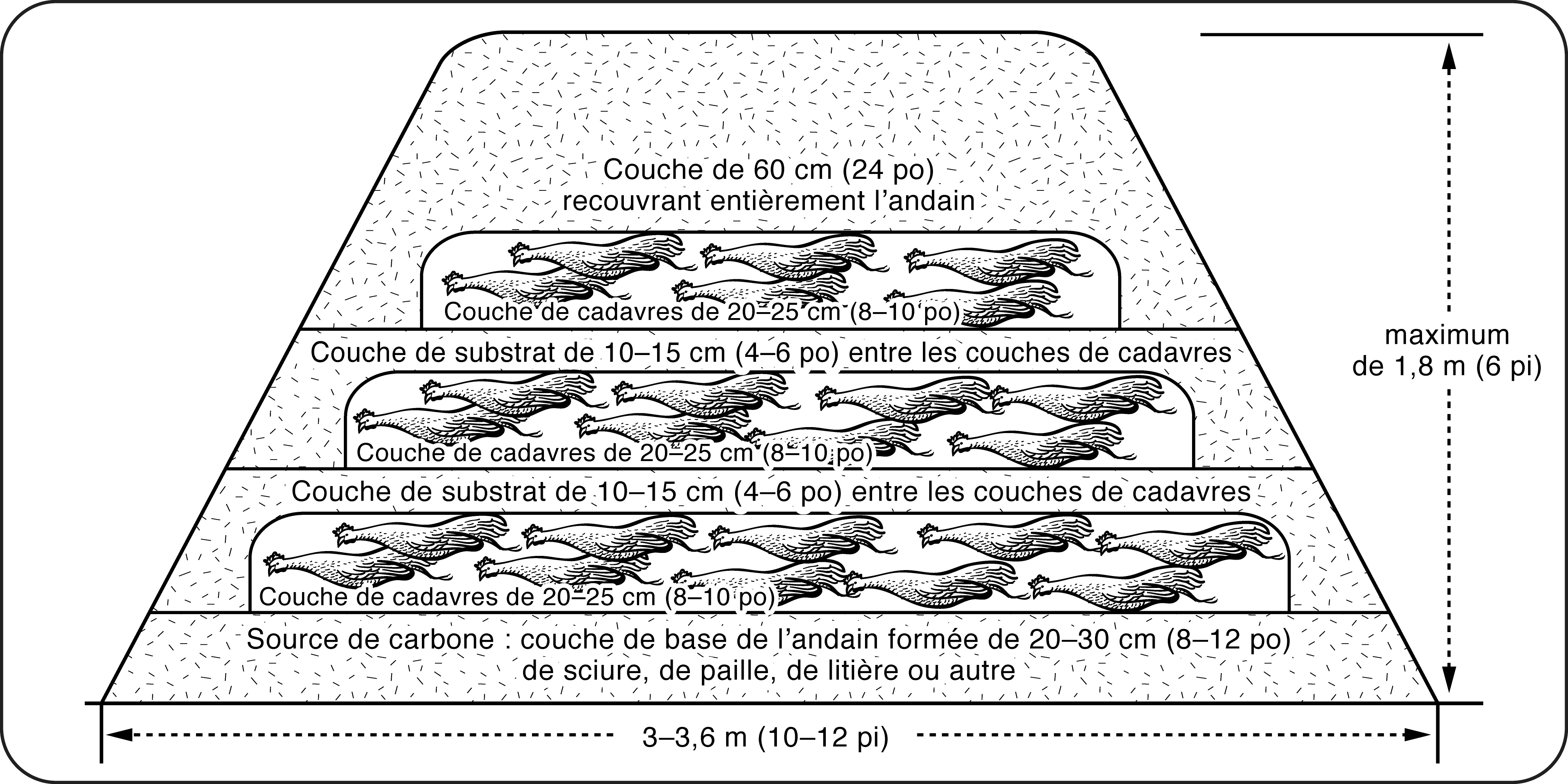 Schéma de la coupe transversale d’un andain de compostage de cadavres de volaille formé par la méthode multicouche. L’illustration montre les couches successives de substrat et de cadavres à l’intérieur de l’andain, ainsi que les dimensions approximatives de celui-ci.