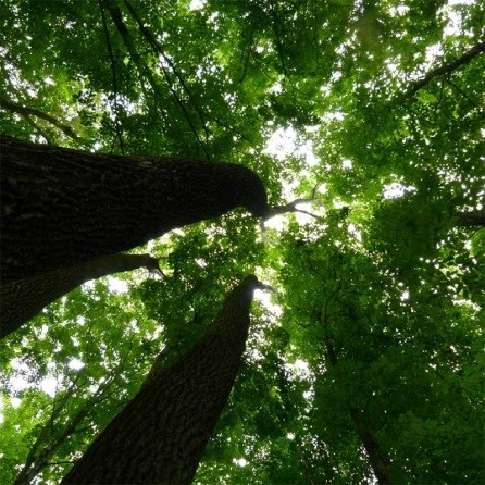 photo of a tree canopy shown from the ground