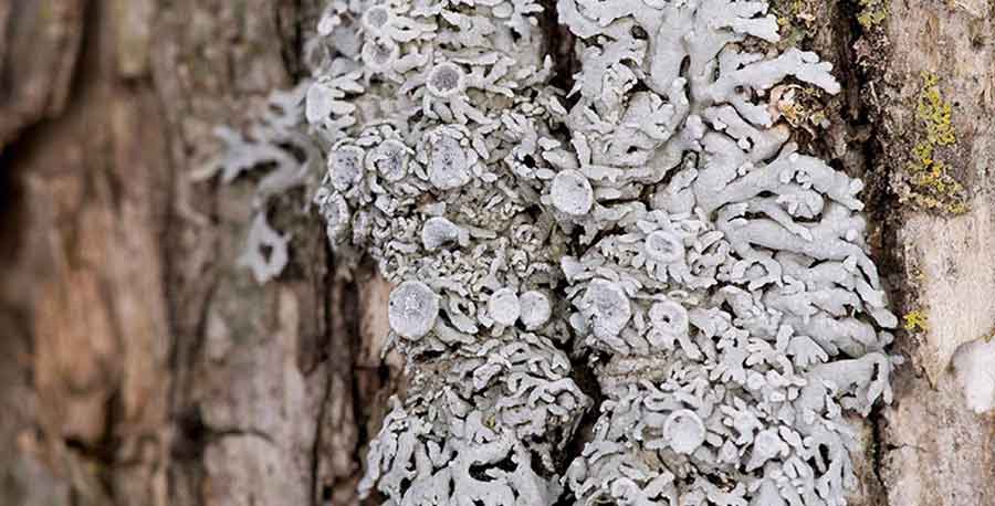 A photograph of Pale-bellied Frost Lichen