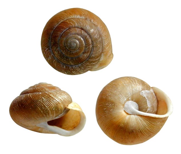 Photo of Proud Globelet shells