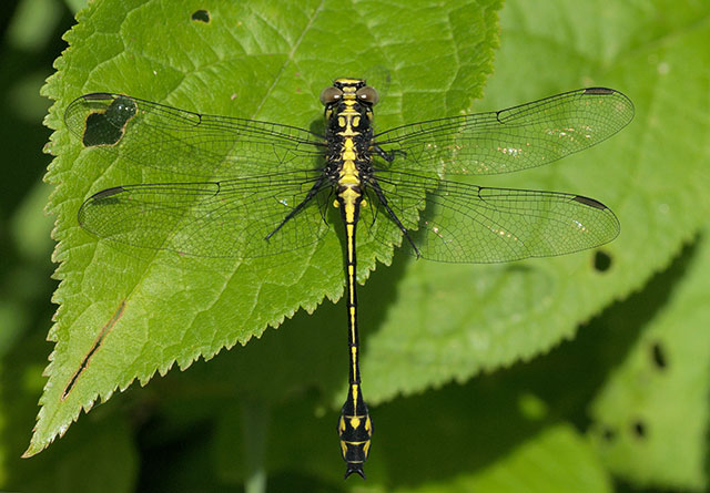 Photo of one Riverine Clubtail resting on a leaf; dorsal view