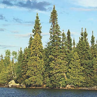 A forested shoreline