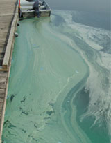 Blue-green algae thrives in warm, shallow, slow-moving water. Blooms are commonly found near docks and shoreline areas.