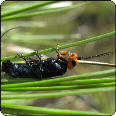 Adult female pine false webworm