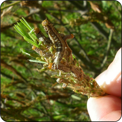 Pine false webworm larvae feeding on previous year’s foliage