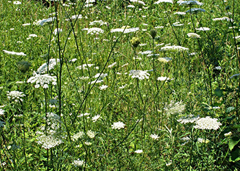 photograph of Queen Anne’s Lace.