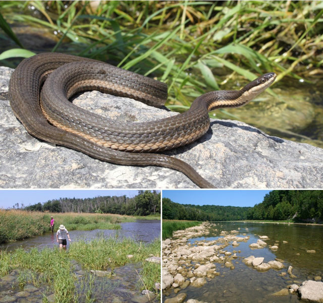 Top: Queensnake on a rock with water and grasses in the background; Bottom Left: Two people looking for Queensnakes in a shallow river with a ricky substrate, shoreline canary grass; Bottom Right: Shallow river with rocky substrate, tall canary grass along the left shoreline and trees along the right shoreline.