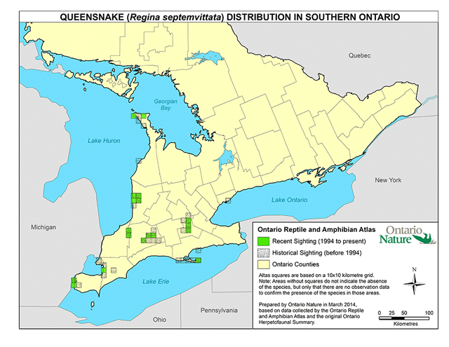 This is a map from Ontaro Nature (2014) of the known distribution of Queensnake in Ontario. Recent sightings are in close proximity to historical sightings. The recent species sightings are concentrated in southern Ontario, with two recent sighting locations atlas squares, north of Owen Sound.