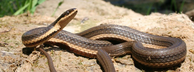 This is a photograph of a Queensnake on a rock