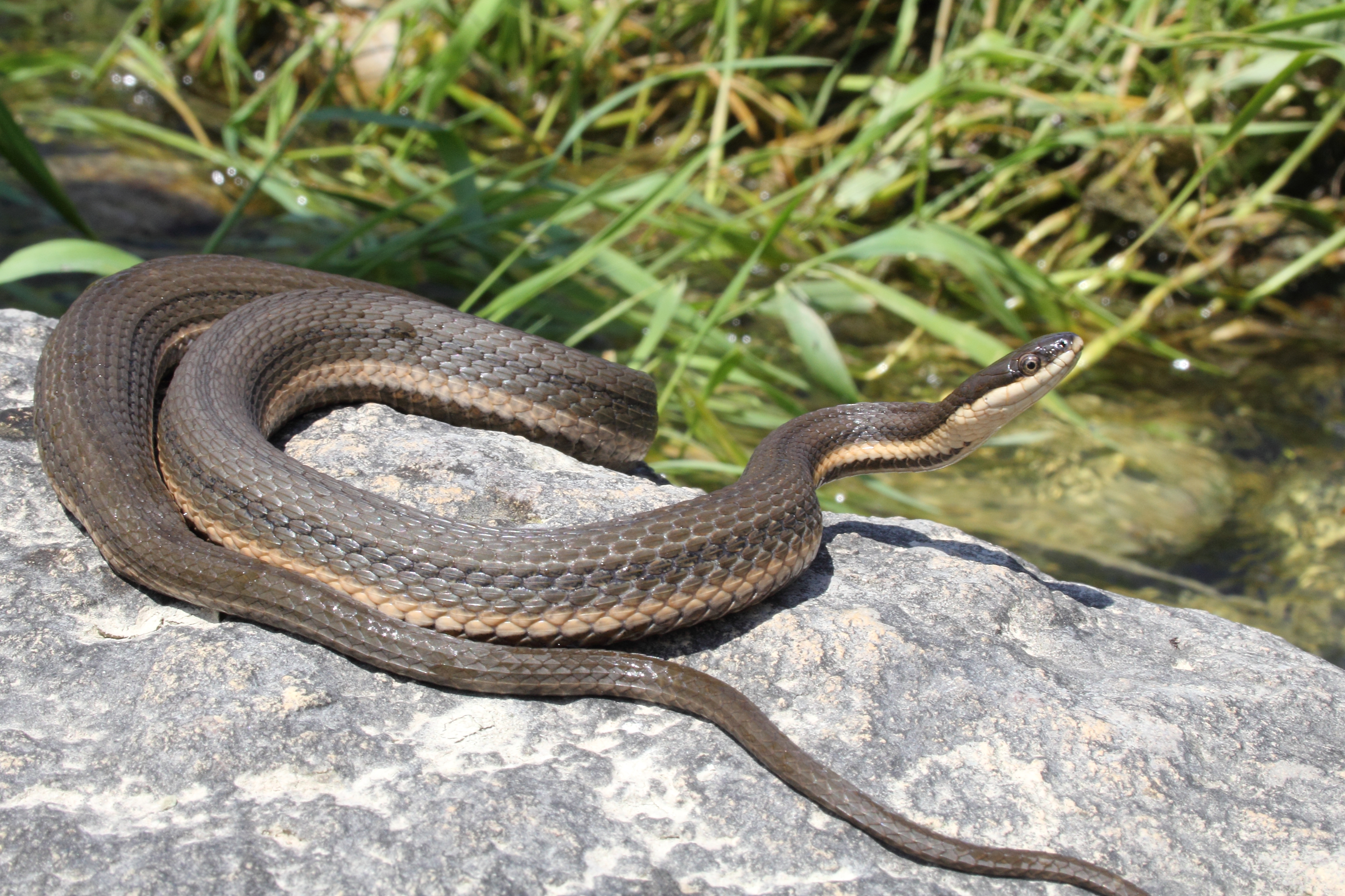 Queensnake | Five-year review of progress towards the protection and  recovery of Ontario's species at risk - 2016 | ontario.ca