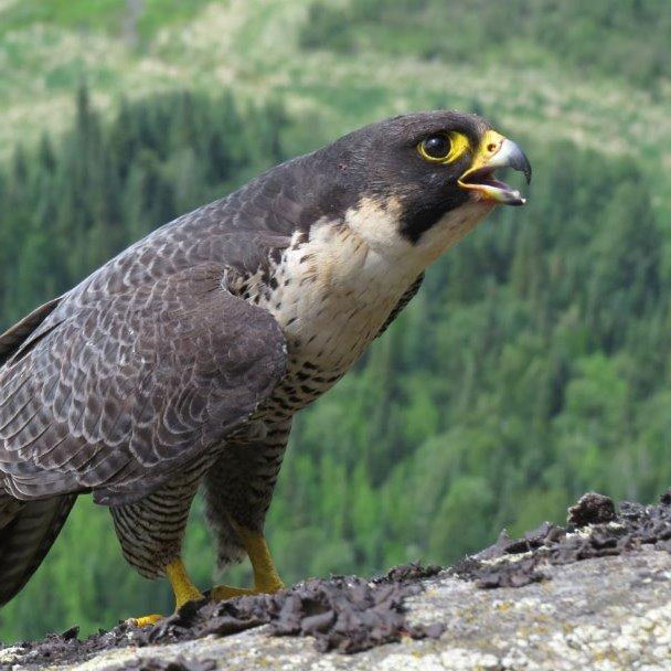 A photograph of a Peregrine Falcon