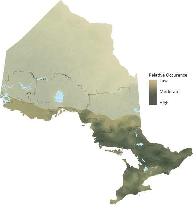 map of Red Maple distribution in Ontario indicating low (light brown), moderate and high (dark green-brown) levels of relative occurrence.