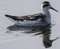 A photograph of Red-necked Phalarope