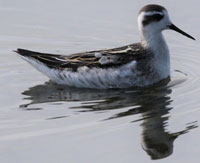 Phalarope à bec étroit